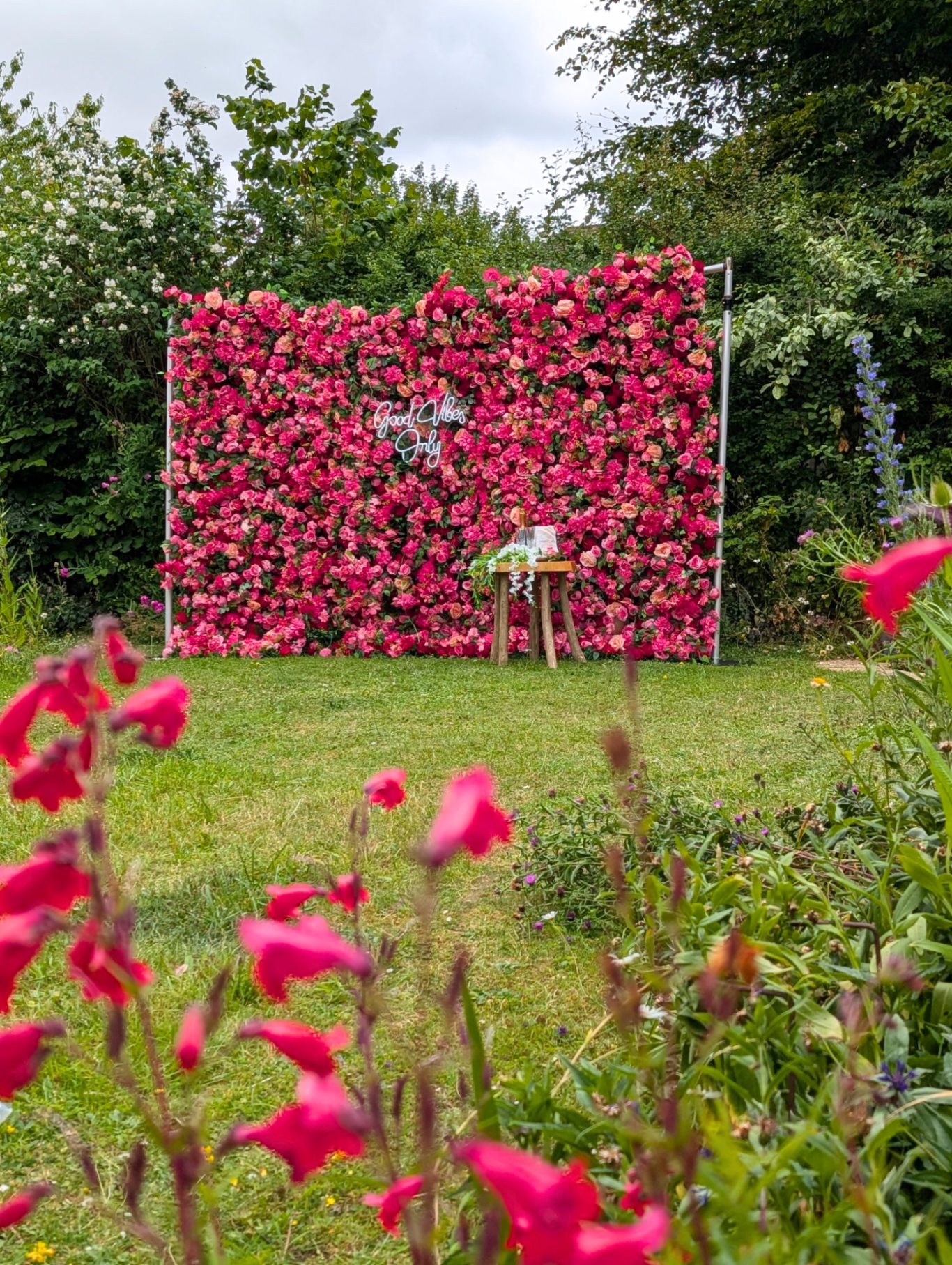Edith - Size: Large Vibrant pink flowers form a backdrop in a garden setting with greenery and a stool.